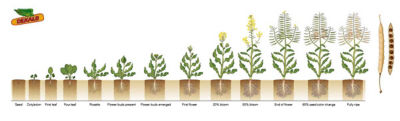 Figure 1. Canola growth stages.  